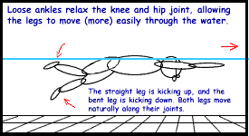 Loose ankles relax the knees and hip joints