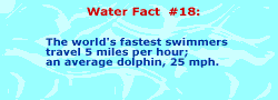 The fastest swimmer travels 5 miles per hour. An average dolphin travels 25 miles per hour.