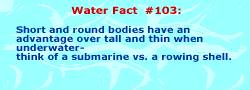 Short, round bodies have an advantage in the water over tall and thin. Think of a submarines versus a rowing shell.